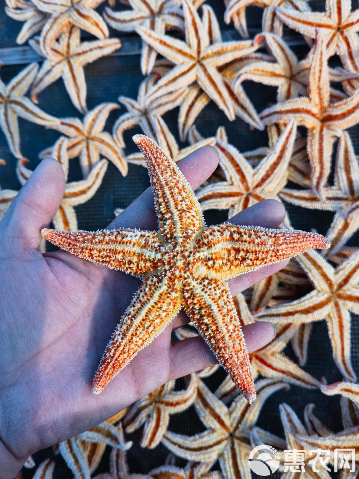 海星泡酒有什么功效