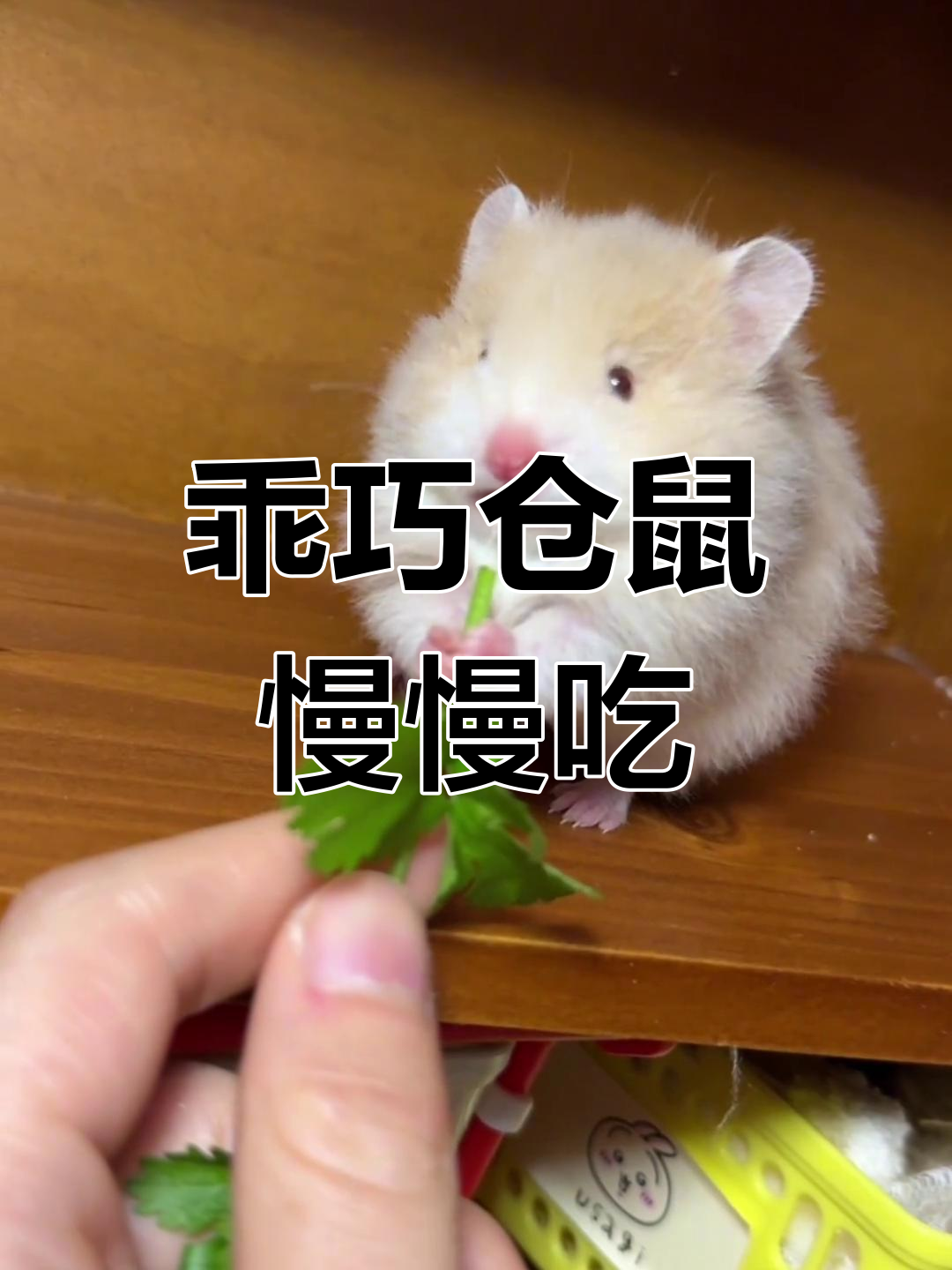 仓鼠一动不动了不吃饭怎么办