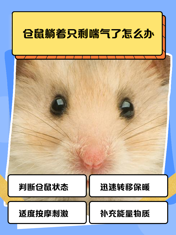 仓鼠一动不动了不吃饭怎么办