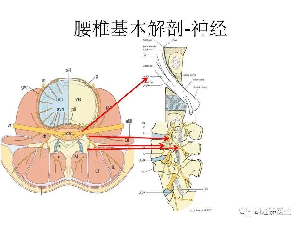 腰椎穿刺位置