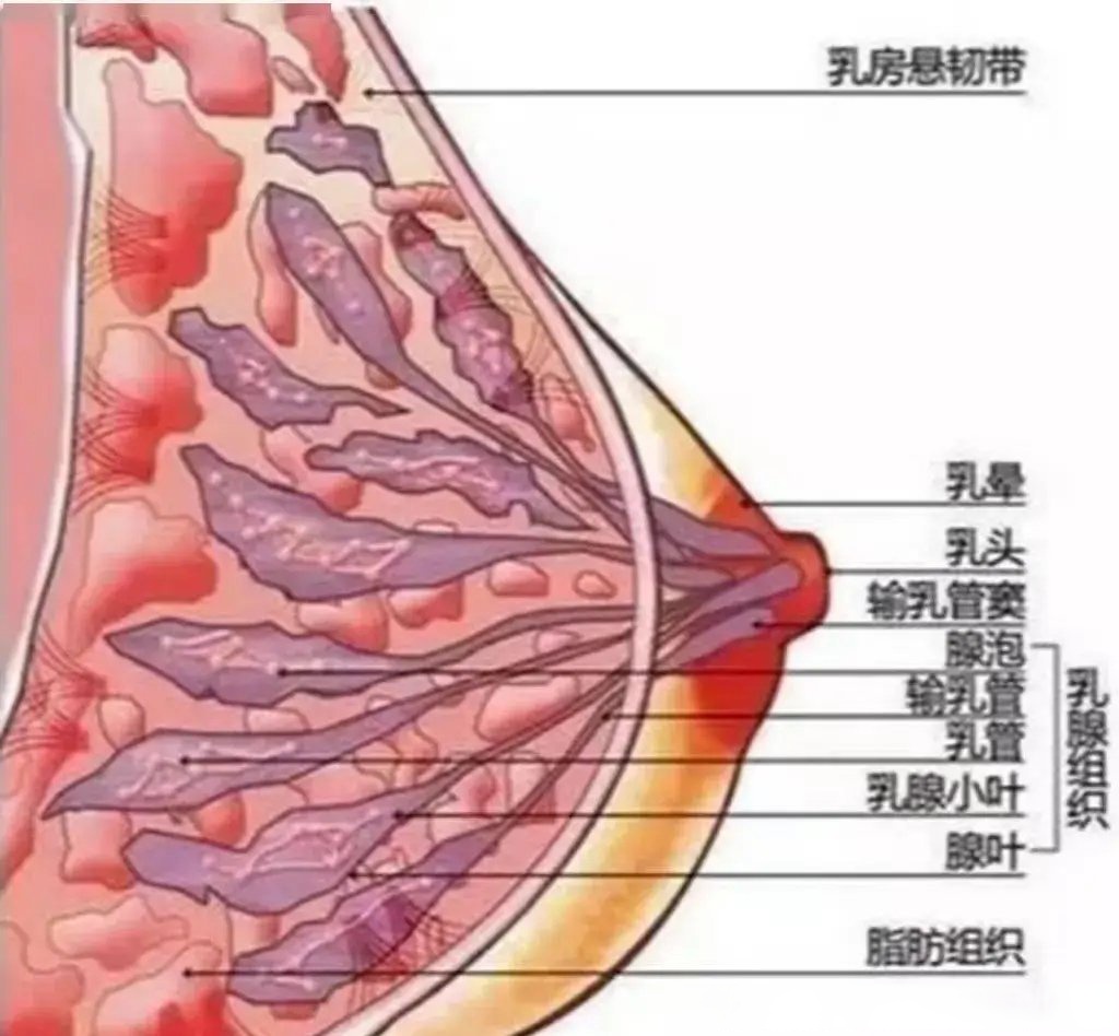 左边乳房为什么会隐隐作痛