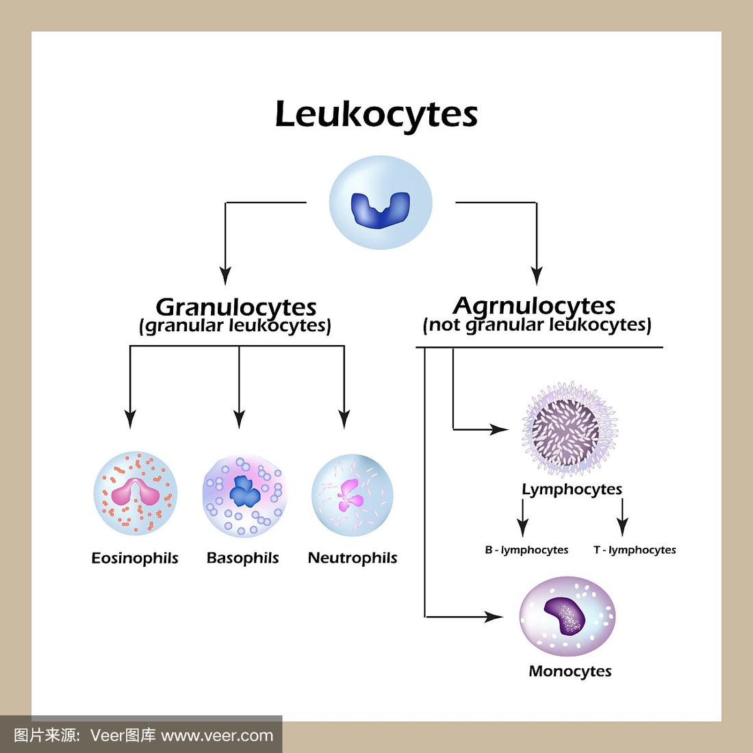 白细胞的分类及作用
