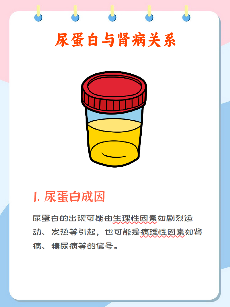 尿蛋白1十怎么回事