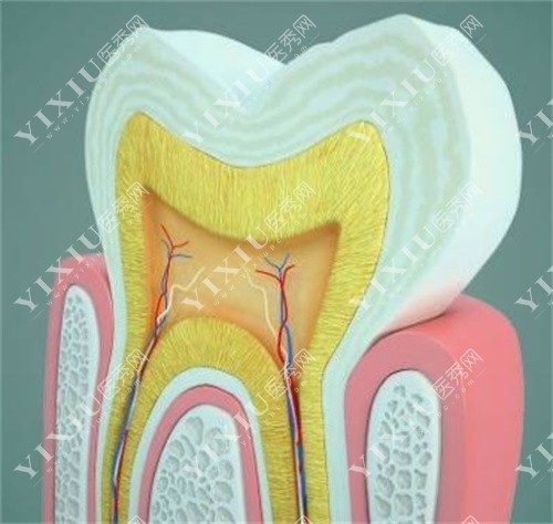 牙神经是什么样子的