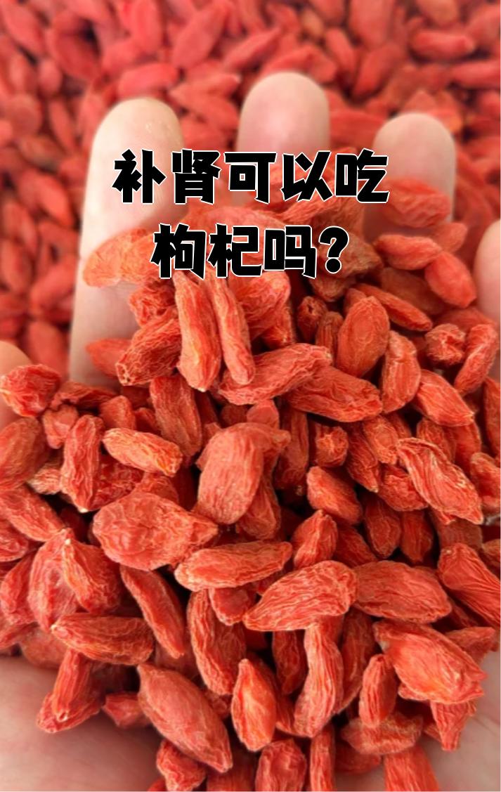 肾阳虚可以吃枸杞子吗