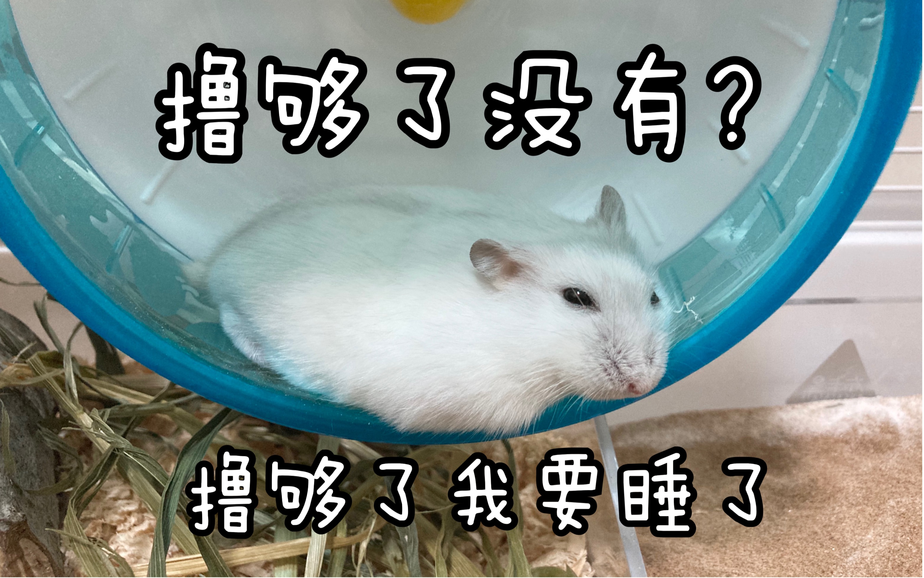 我16岁撸了1000多次