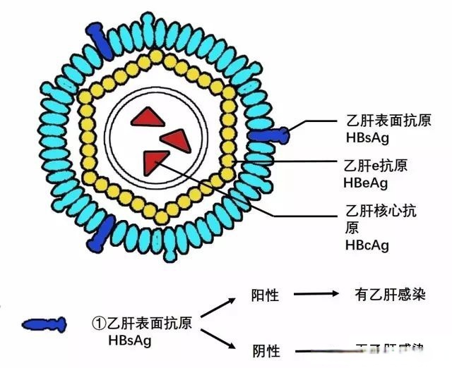 慢性乙型病毒性肝炎是什么病
