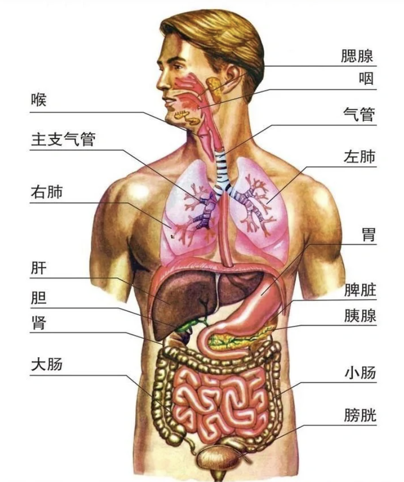 肋骨下方疼是怎么回事