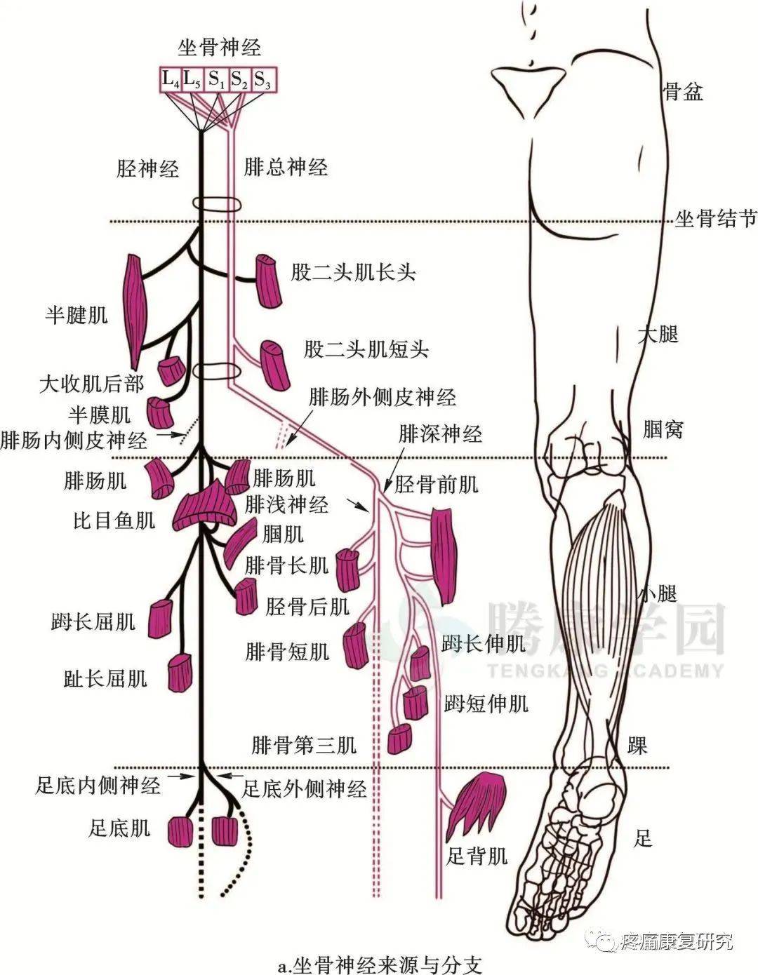 坐骨神经在哪个位置