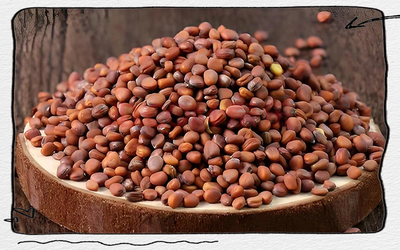 莱菔子的功效与作用及禁忌