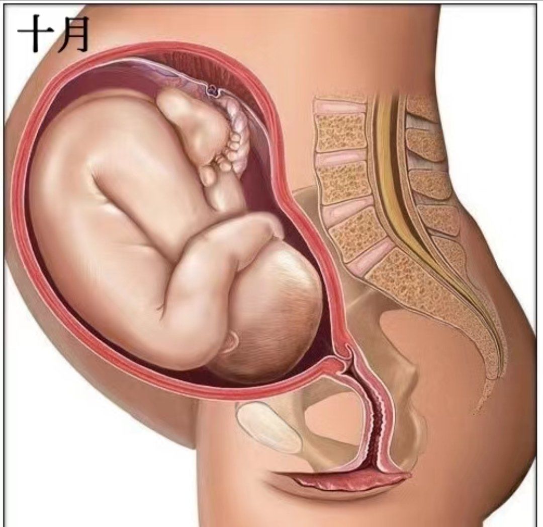 胎儿入盆是什么感觉?