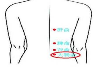 大肠俞穴位置