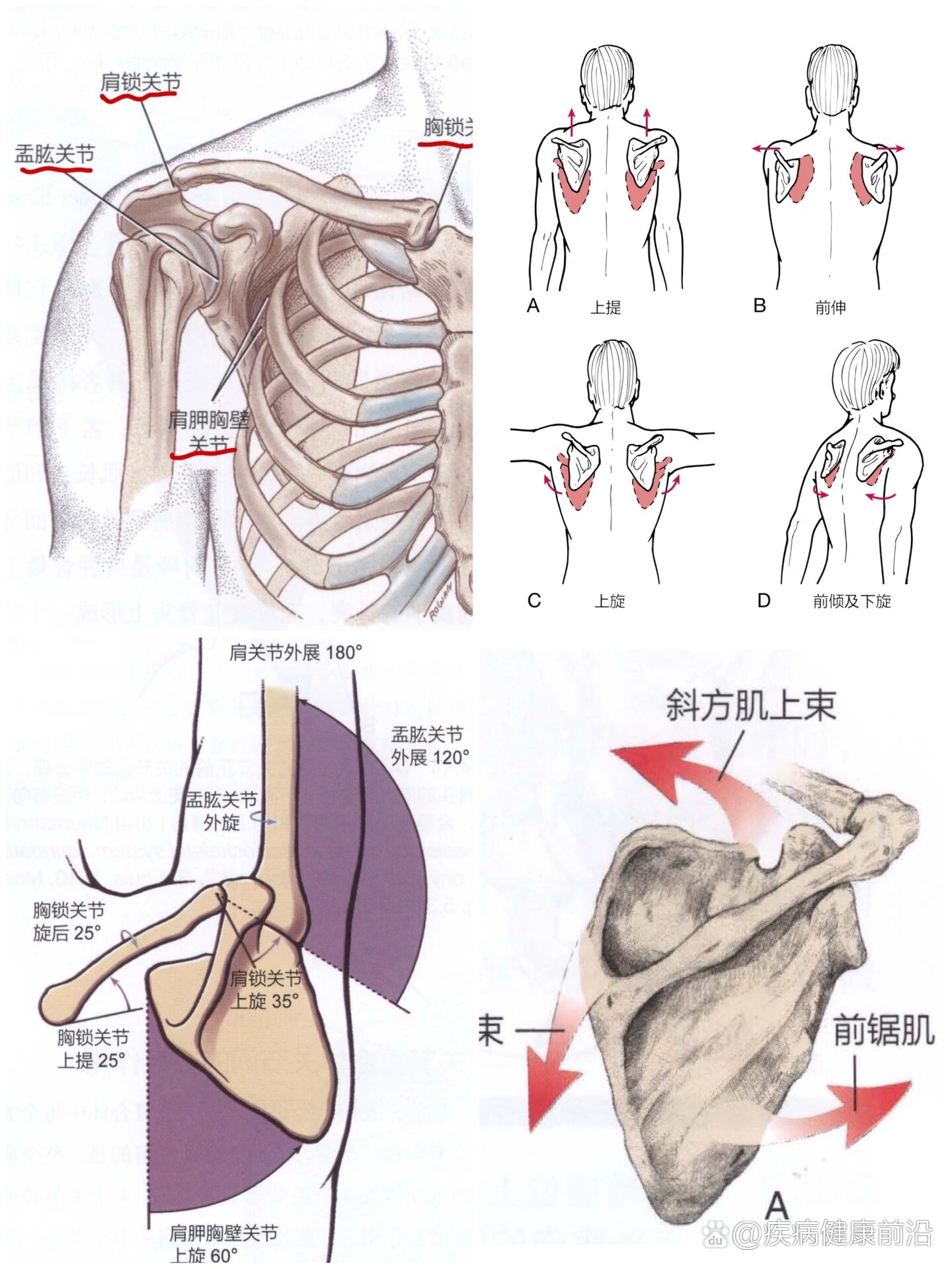 肩胛骨的解剖结构