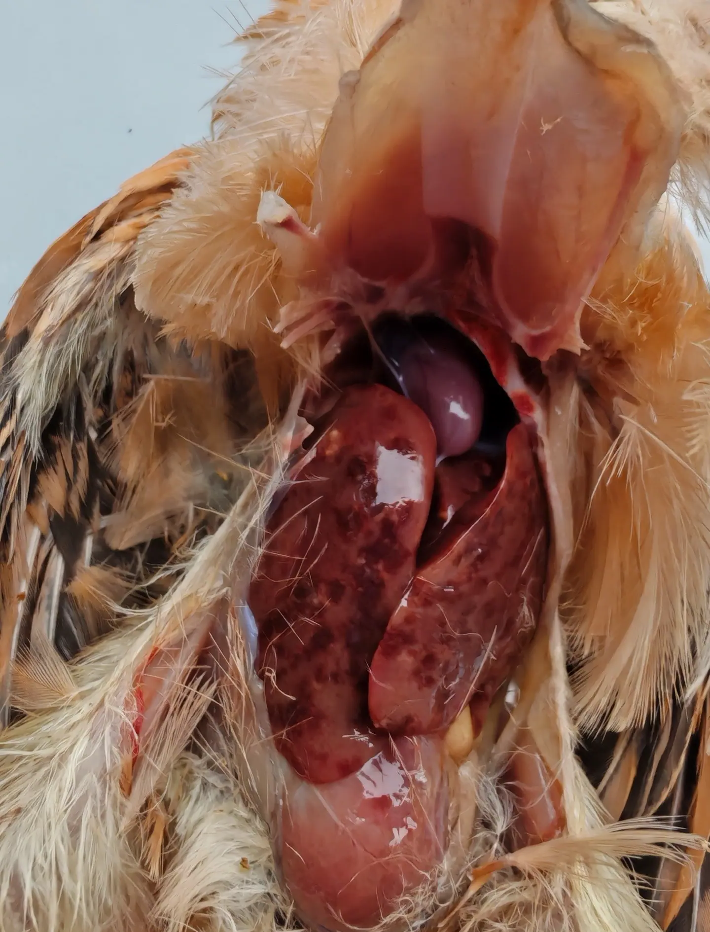 禽流感的症状有哪些