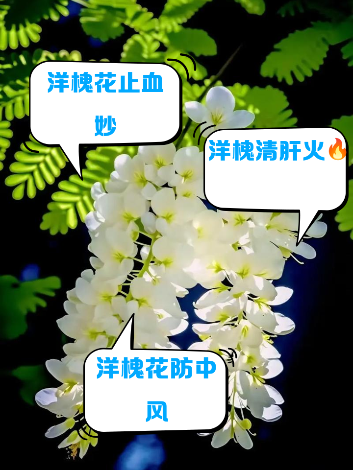 孕妇可以吃洋槐花吗?