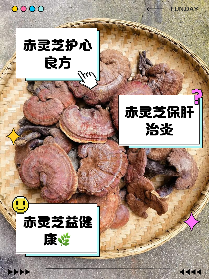 野生灵芝的功效和作用