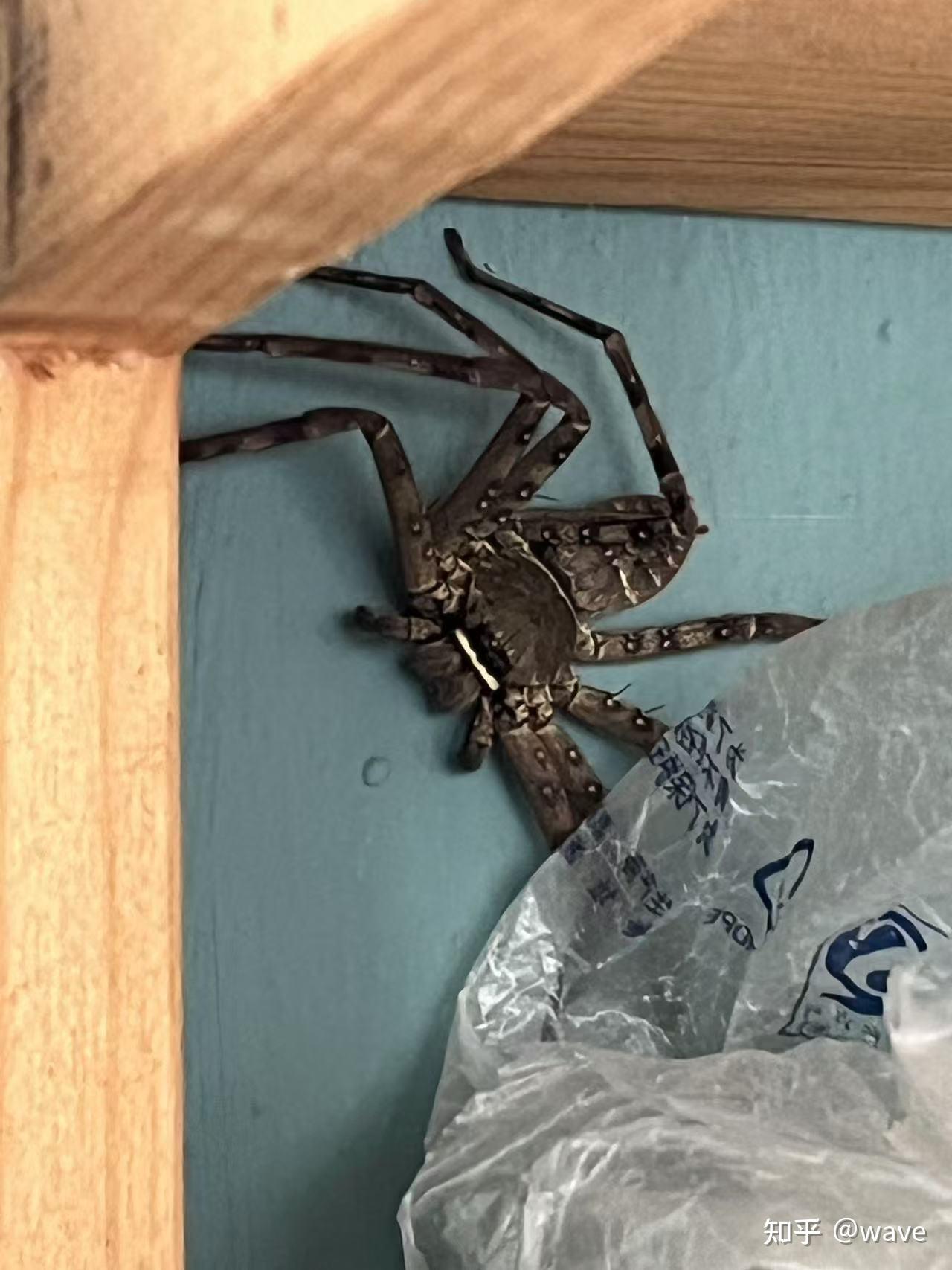 家里的长脚蜘蛛有毒吗