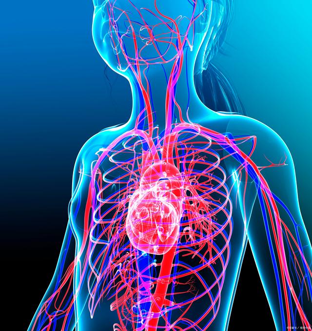 什么是循环系统