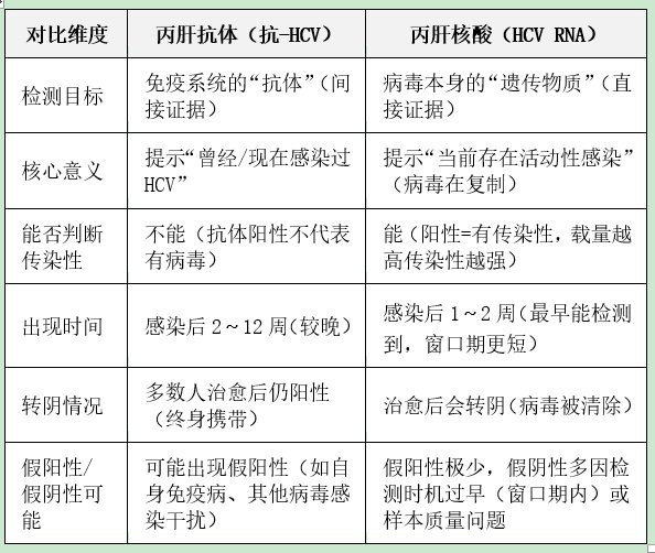 丙肝抗体是什么