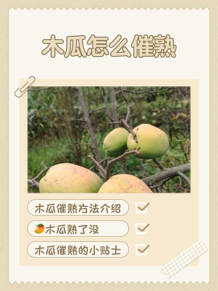 木瓜什么时候吃最好