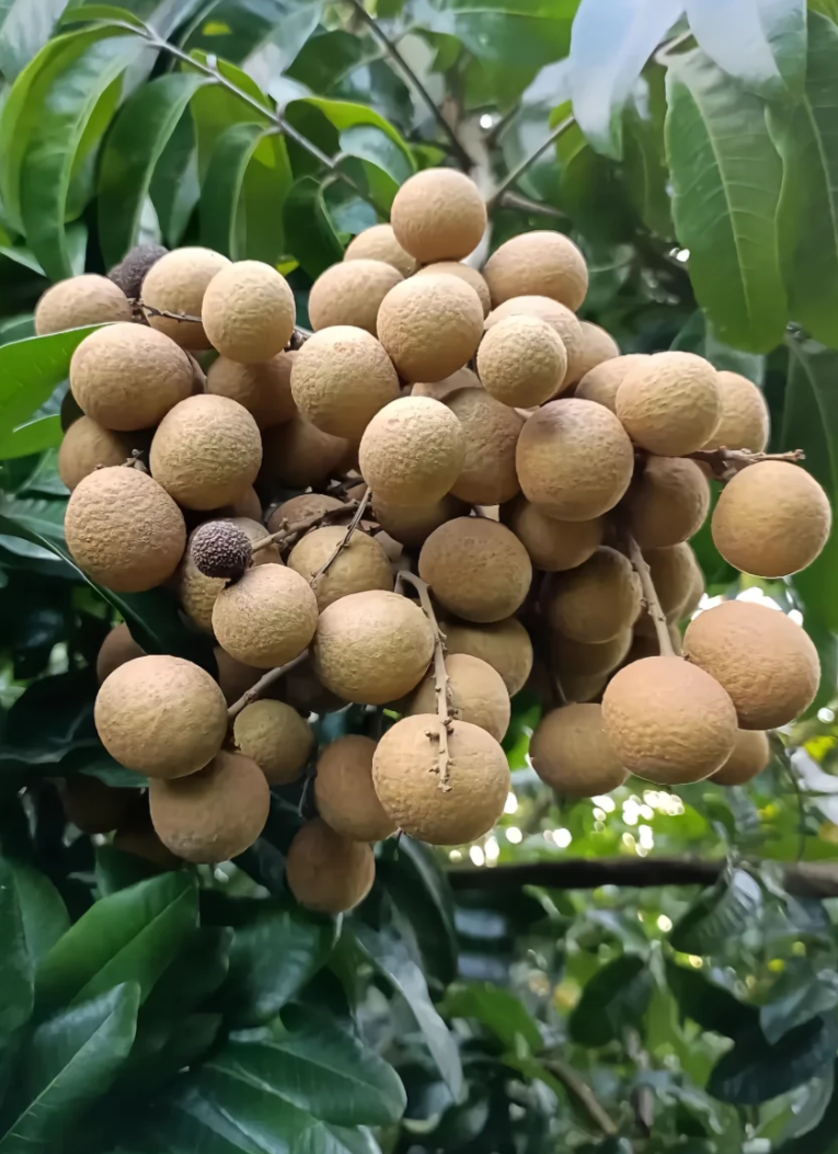 坐月子期间可以吃龙眼吗?