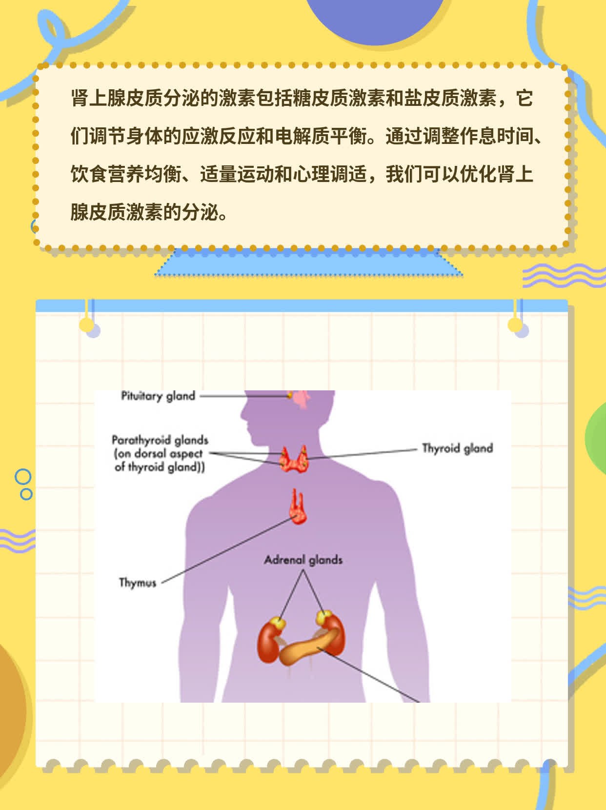 肾上腺皮质激素有哪些?