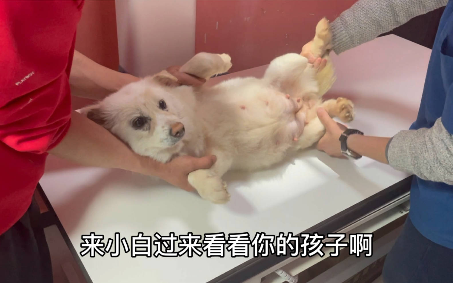 每次我和我家狗狗做完我都害怕.怕怀孕.你说能不