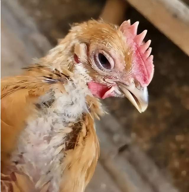 禽流感有什么症状