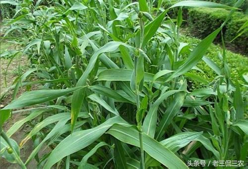 2026年1月5日 第44页