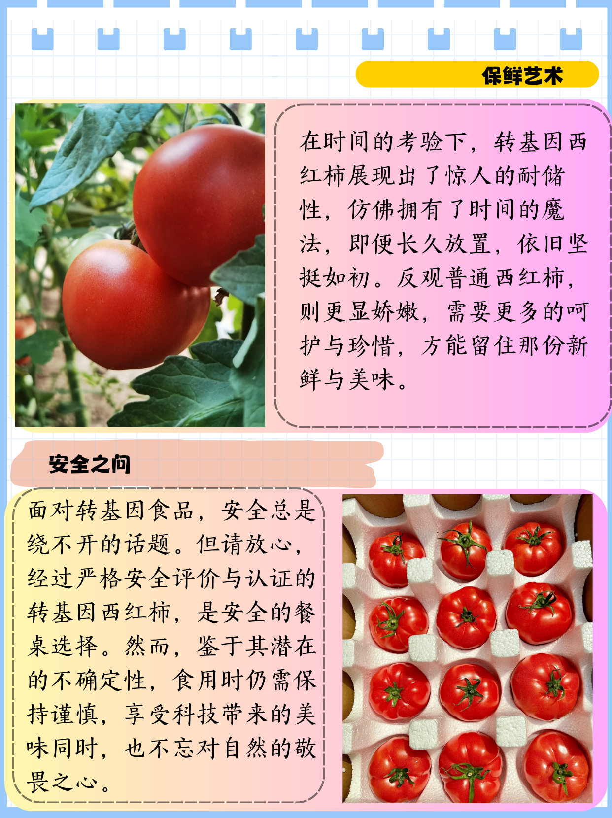 医生,市场上卖的小西红柿是不是转基因水果