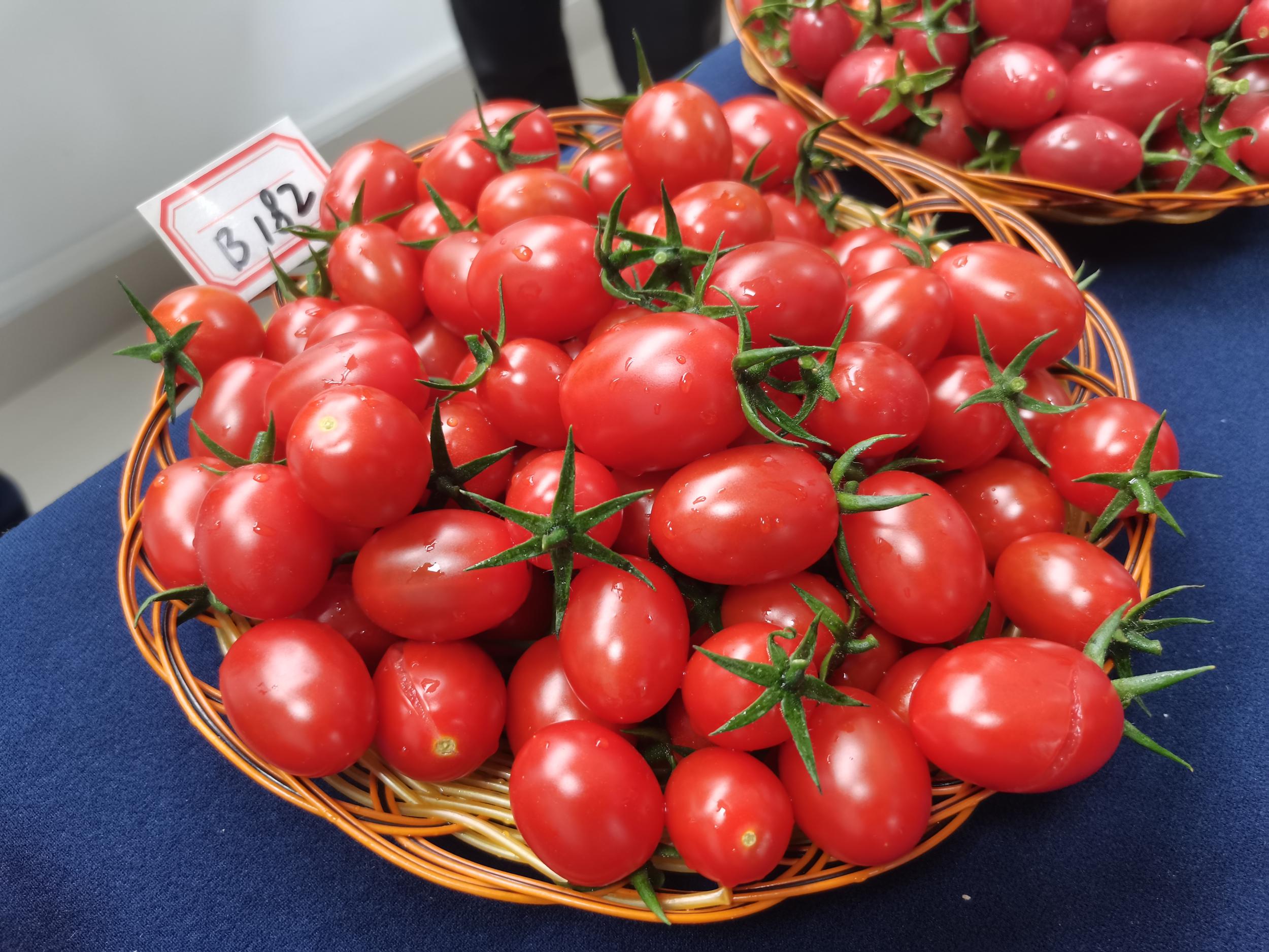 医生,市场上卖的小西红柿是不是转基因水果