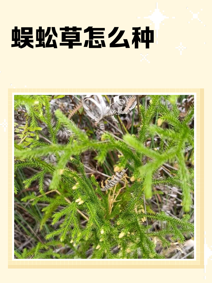 蜈蚣的功效与作用