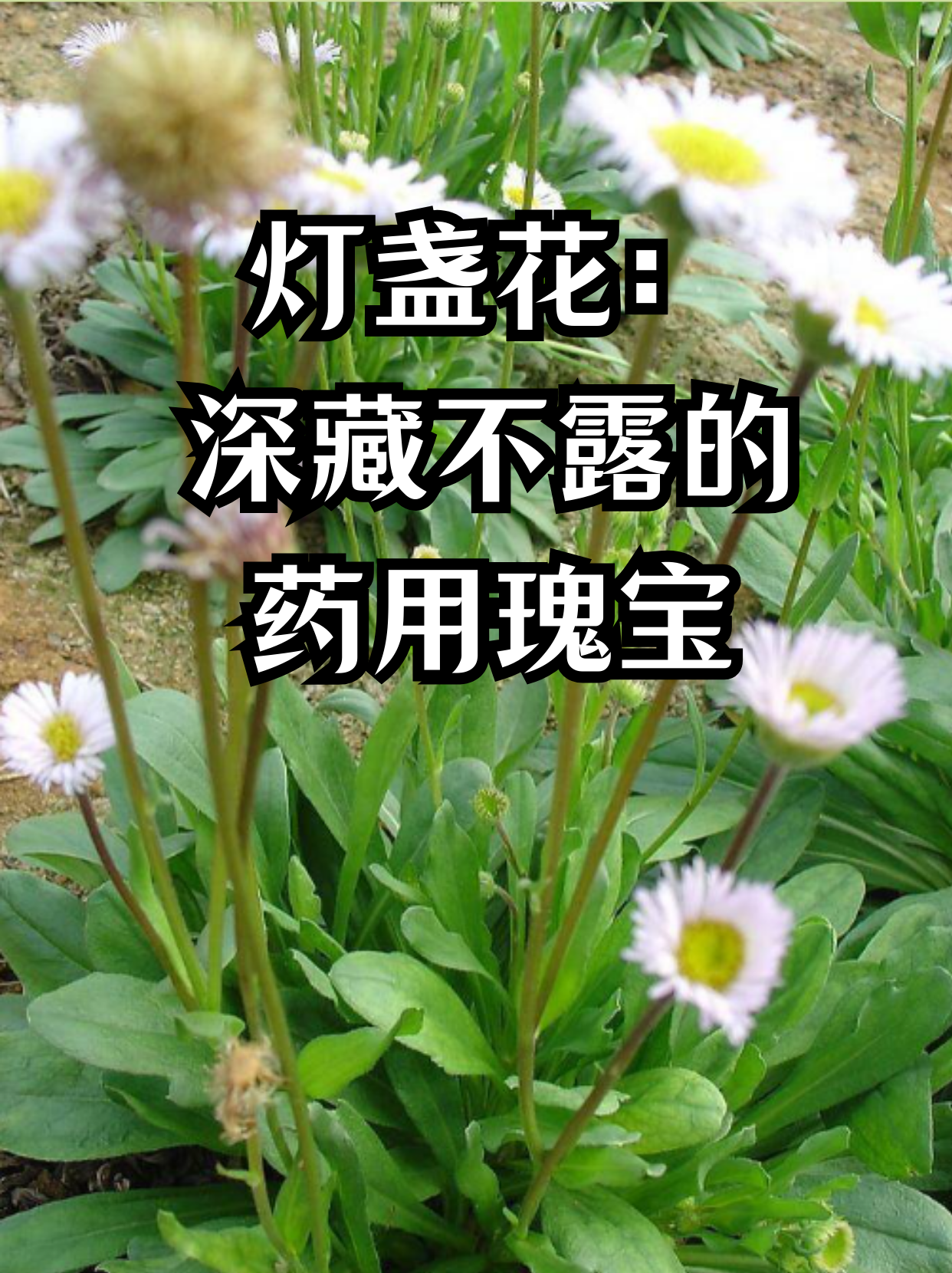 灯盏花素片是什么药物