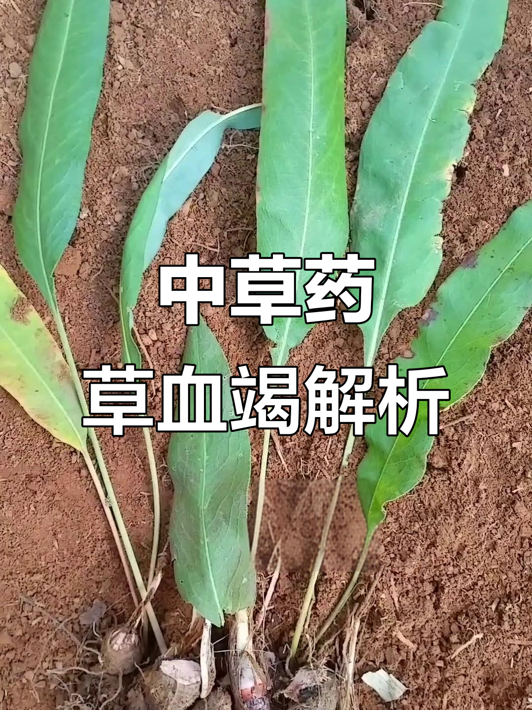 中药血竭的功效与作用