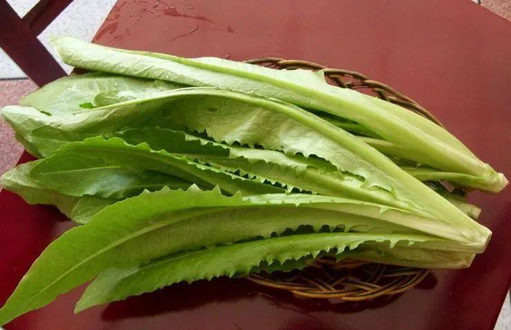 油麦菜可以生吃吗