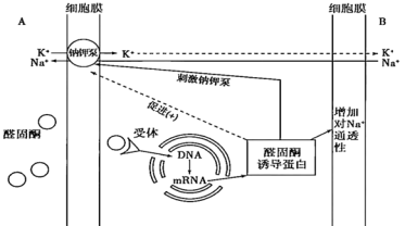 醛固酮的作用..