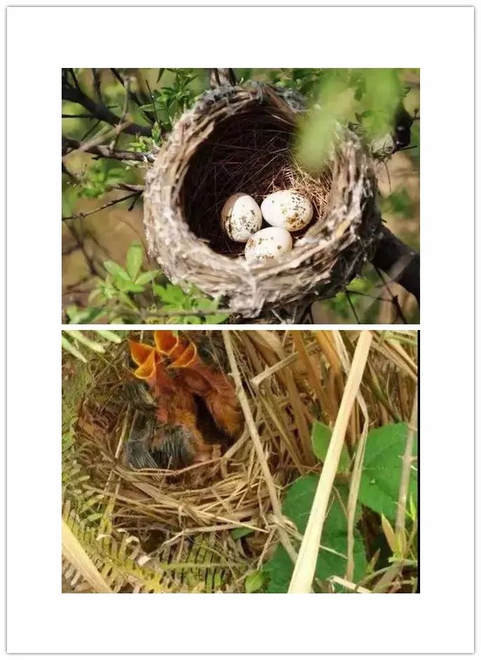 得了飞蛇蛋该怎么办?会不会死?