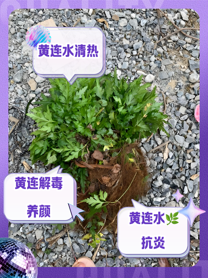 黄连的功效与作用