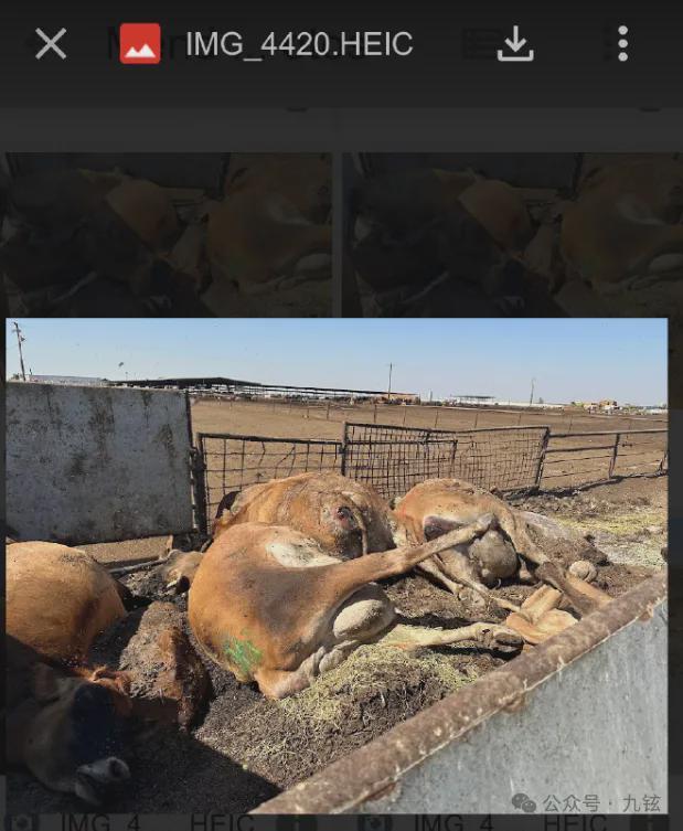 禽流感真的会死人吗?