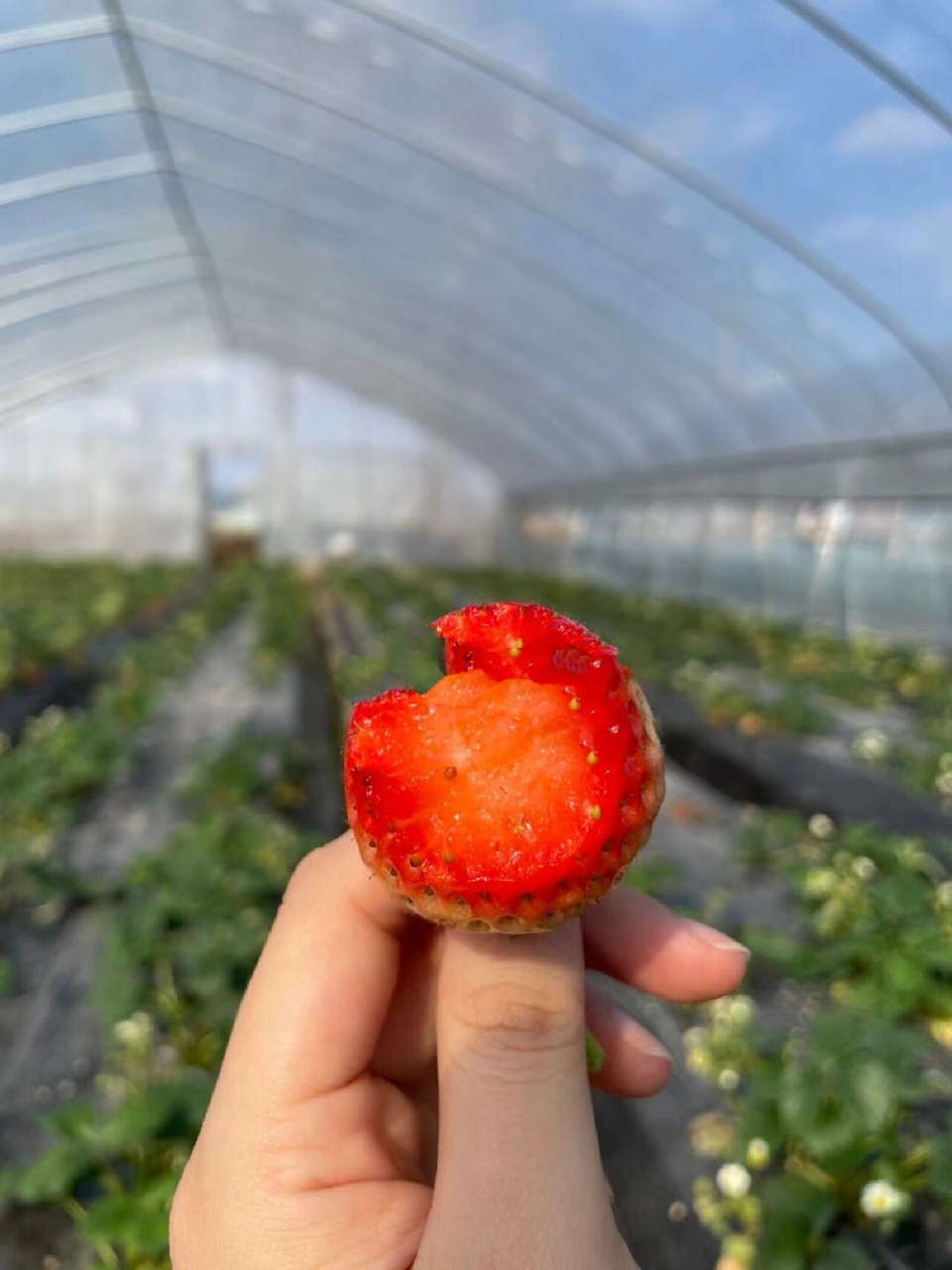 孕妇可以吃草莓吗