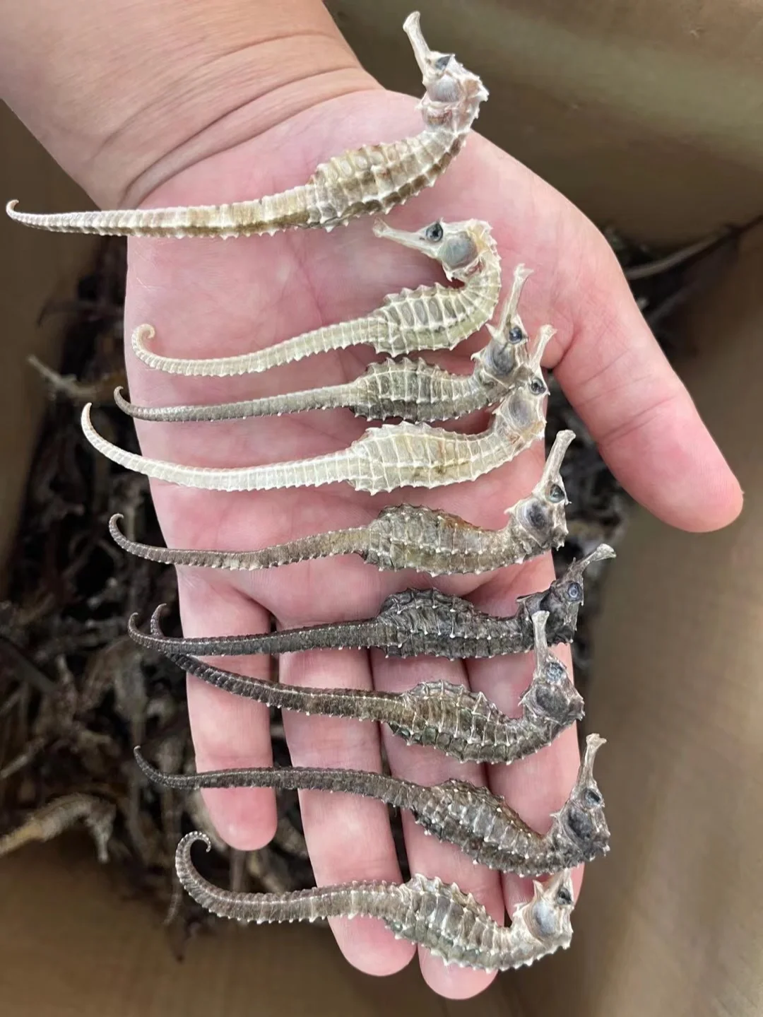 中药海马的价格贵不贵