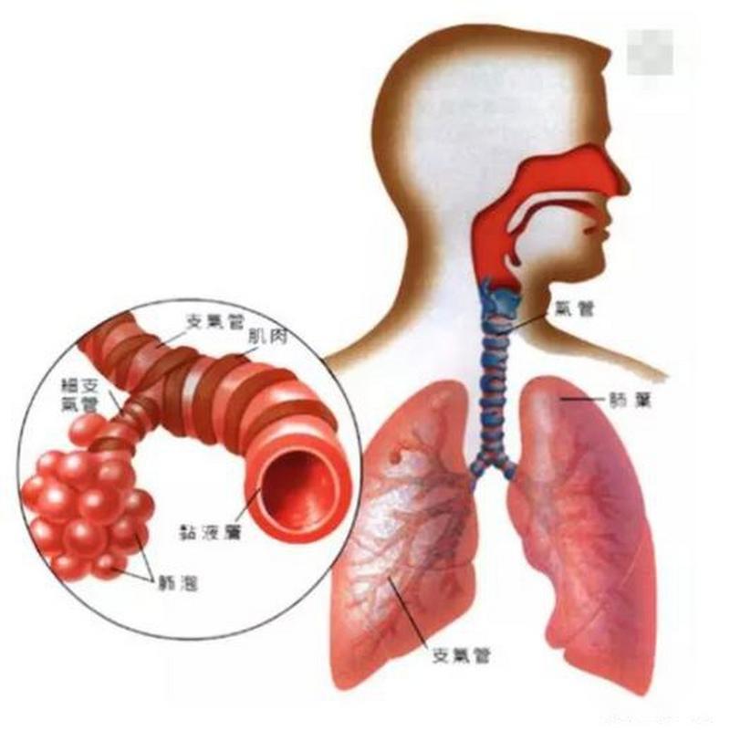 什么是支气管哮喘持续状态