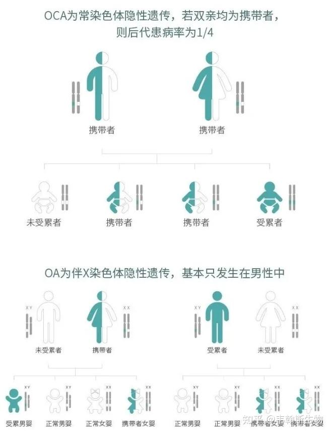 白化病的遗传方式是什么