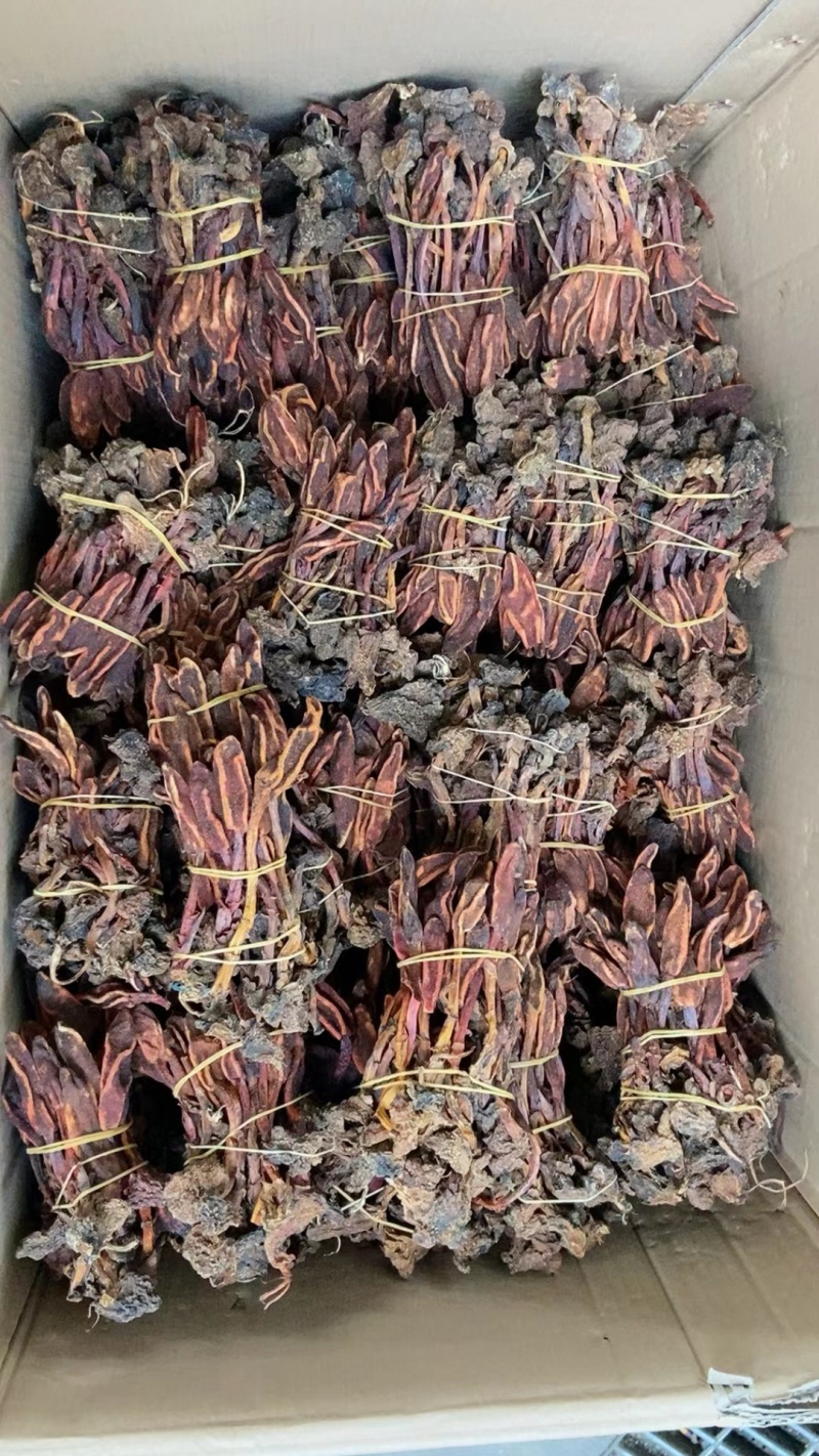 回春草是怎么样的药物,作用与形状,产地.