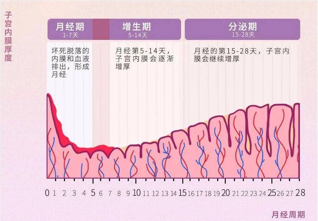 子宫内膜厚17mm正常吗?