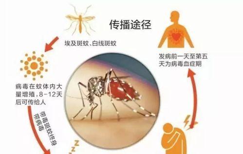 登革热的潜伏期