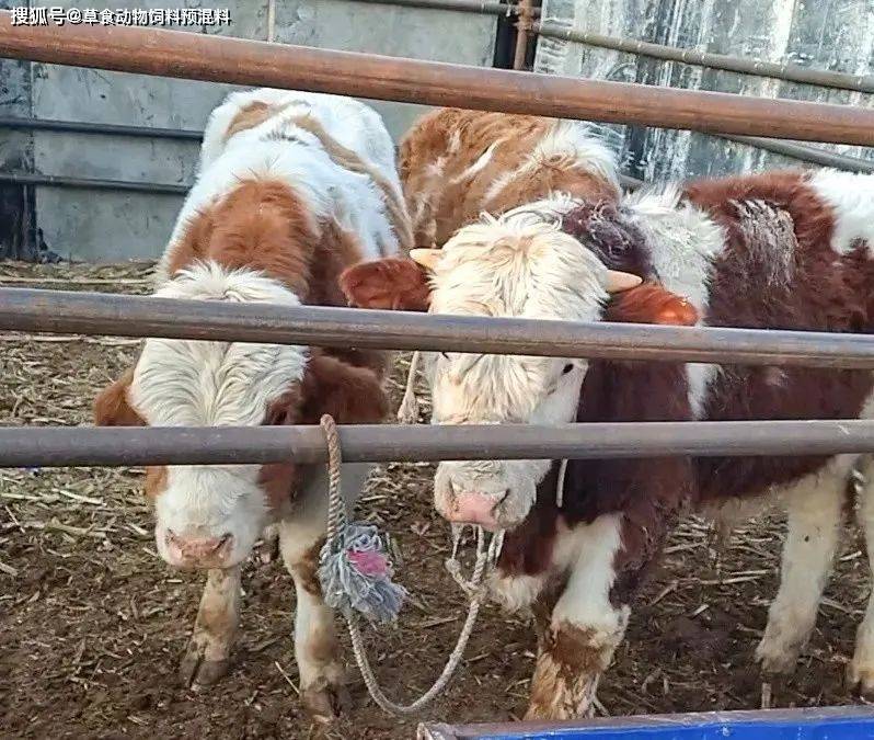 牛得口蹄疫的最好治疗方法