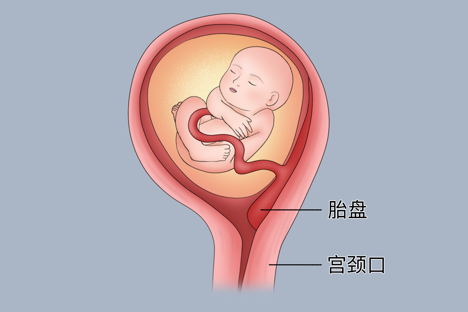 胎盘1级到2级需几天