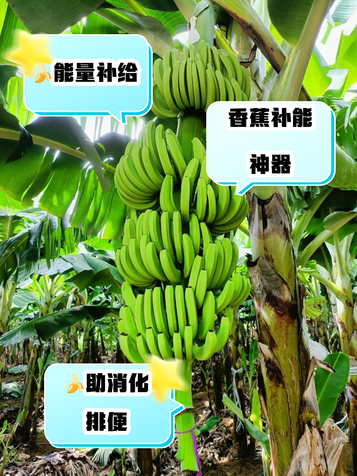 月经期可以吃香蕉