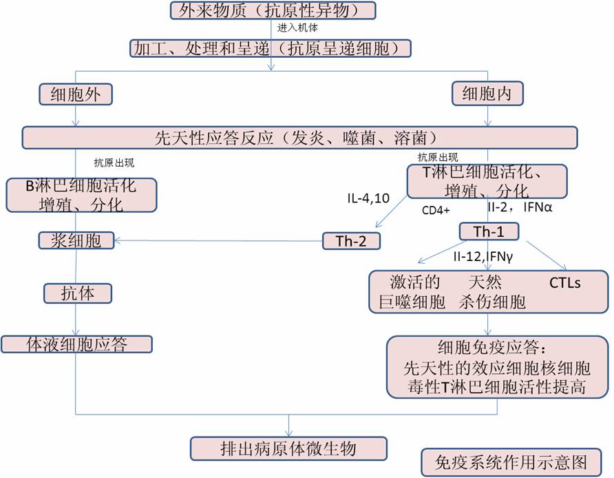 免疫系统疾病有哪些